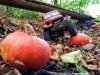 thumbnail_IMG_20191026_180300946.jpg
