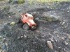 thumbnail_IMG_20210328_193500984~2.jpg